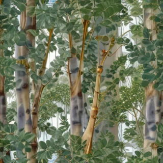 transparent eucalyptus
