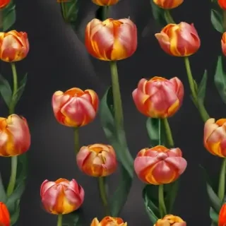 tulip flower