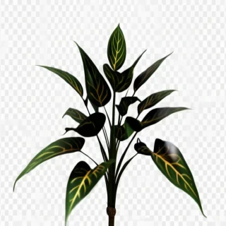 plant transparent background