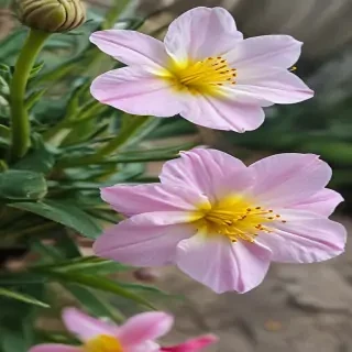spring flowers