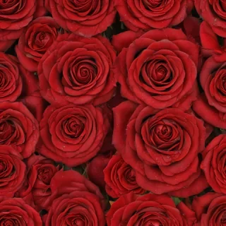 red rose background