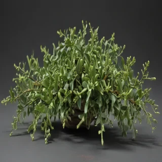 mistletoe png