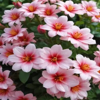 cute flower wallpaper