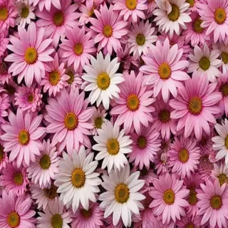 iphone wallpaper flowers