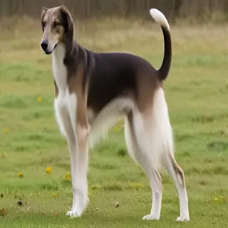 saluki dog breed
