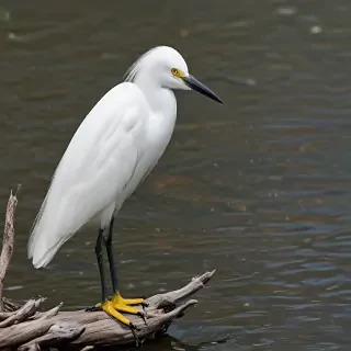snowy egret