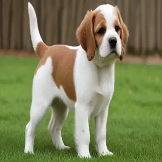 cav a malt dog breed