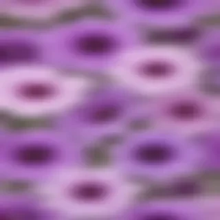 purple flowers transparent background