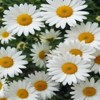 daisy wallpaper for desktop