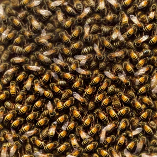 free bee