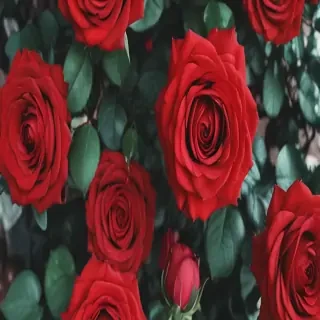 red roses aesthetic