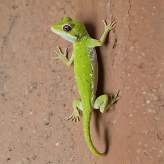 gecko lizard