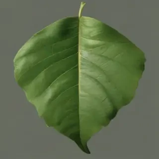 green leaf png