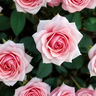 full screen rose wallpaper hd
