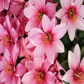 iphone flower wallpaper