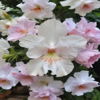 beautiful penic