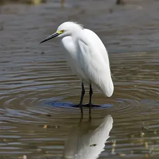 snowy egret