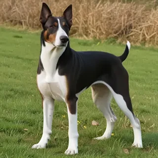 transylvanian hound