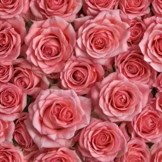 full screen rose wallpaper hd