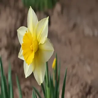 daffodil flower