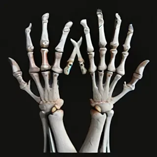 skeleton hands png