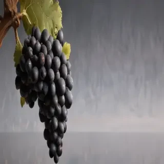 grapes png