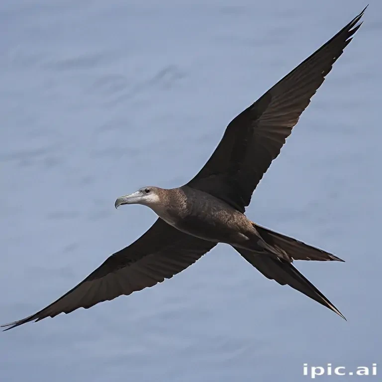 frigate bird