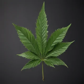 marijuana leaf