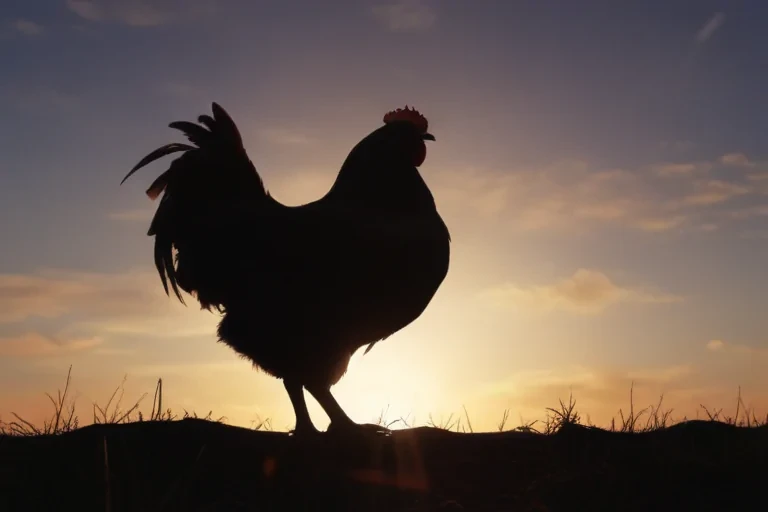 silhouette of a chicken