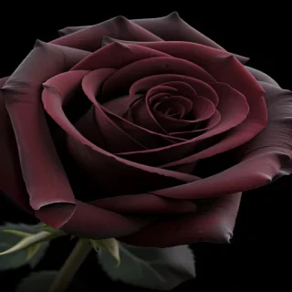 black rose background