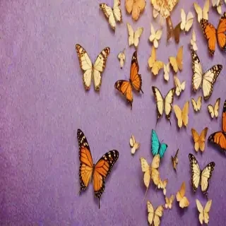 butterfly back ground