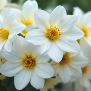 white flowers wallpaper iphone