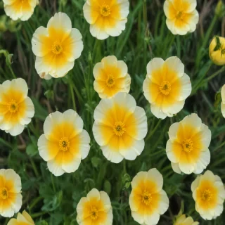 buttercup flower