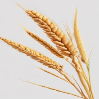 wheat png