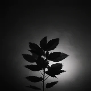 black aesthetic iphone wallpaper