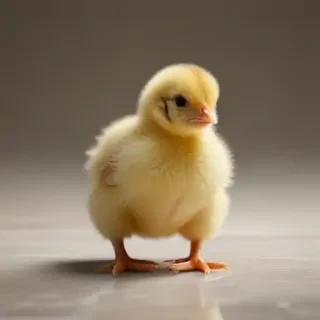 baby chicken