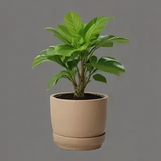 potted plant png