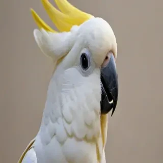 cockatoo