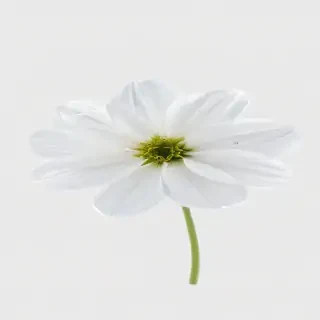 white flower transparent background