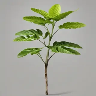 plant transparent background