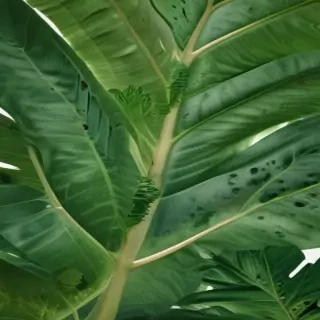 tropical leaf png