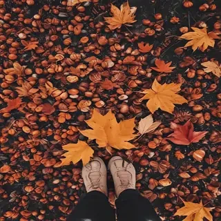 fall aesthetic wallpaper iphone