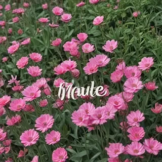 hello june images