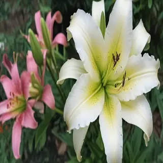 lily flower