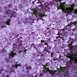 lilac wallpaper iphone