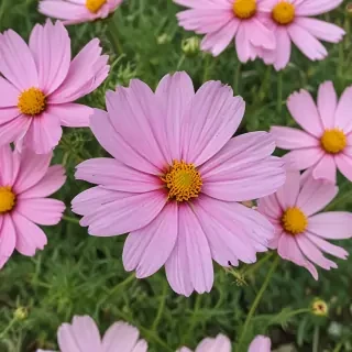 cosmos flower