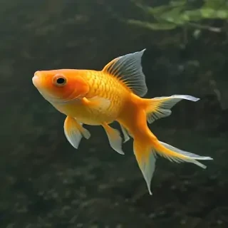 gold fish