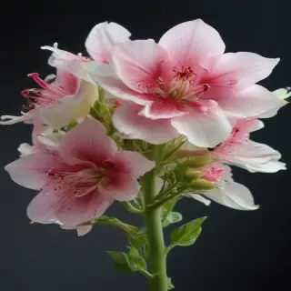 beautiful penic
