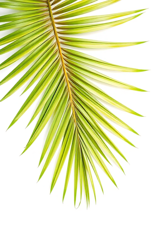 Create an image of a single palm leaf against a pure white background, captured with a Canon EOS R5, 50mm f/1.2 lens, aperture set to f/8, ISO 100, shot from a top-down view with natural diffused lighting to enhance colors and details.