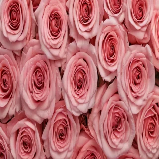 aesthetic rose background